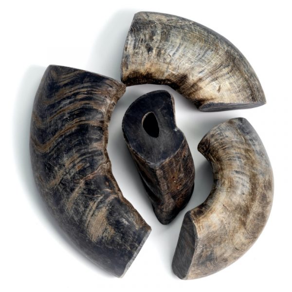 buffalo horn medium