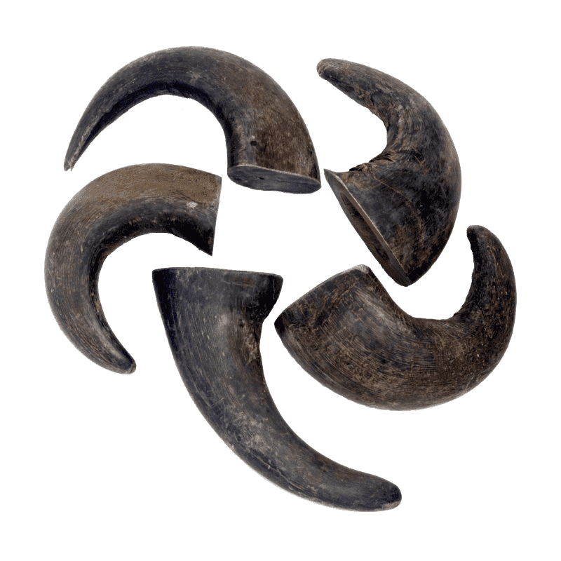 Water Buffalo Horns